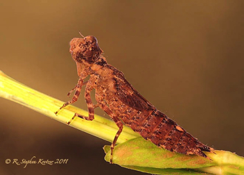 Boyeria vinosa, nymph